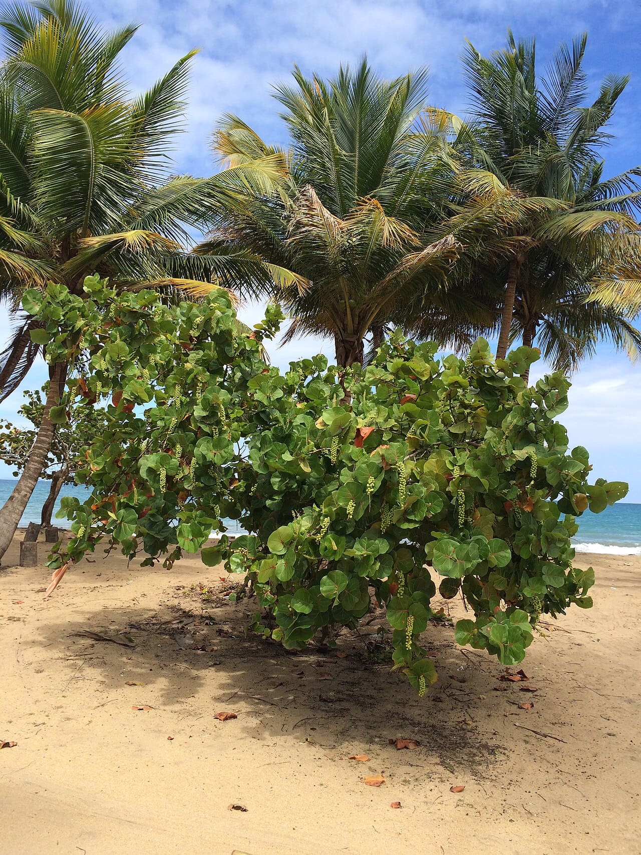 Yabucoa Harbor
